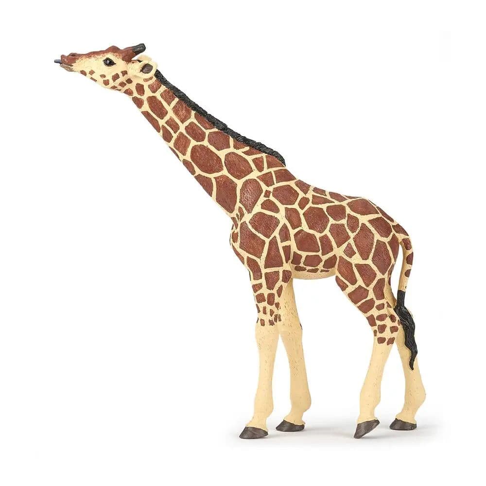 Girafe tête levée